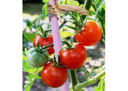 Tuteur de tomate pliable en couleur fibre de verre indestructible.